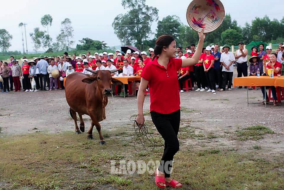 Anh Luân cho hay, cuộc thi có vòng loại và tuyển chọn tại các chi hội. Mỗi chi hội sẽ chọn ra một con đẹp nhất thi chung kết tại xã. Các “thí sinh” phải được cân, đo, có số liệu về chiều dài, vòng ngực, trọng lượng, thời gian nuôi và giá tiền cụ thể. Mỗi “thí sinh” bò được dán số “báo danh” để ban giám khảo chấm điểm“. Ảnh: NVCC