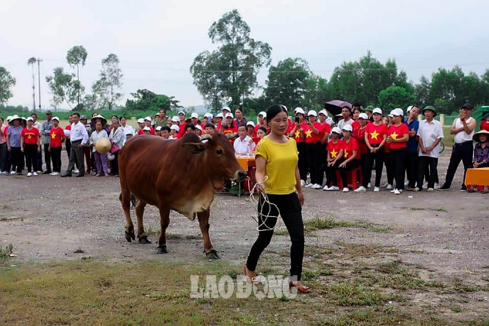 Được biết, hội thi có 2 phần: Thi tìm hiểu kiến thức chăn nuôi dành cho các chủ nuôi bò và thi chấm điểm trực tiếp trên mỗi “nàng” bò. Sau các vòng thi, ban tổ chức đã chọn ra những chủ hộ có kiến thức nuôi bò tốt nhất, những con bò cái đẹp nhất để trao giải Nhất, Nhì, Ba và nhiều giải Khuyến khích cho các hộ dân. Ảnh: NVCC
