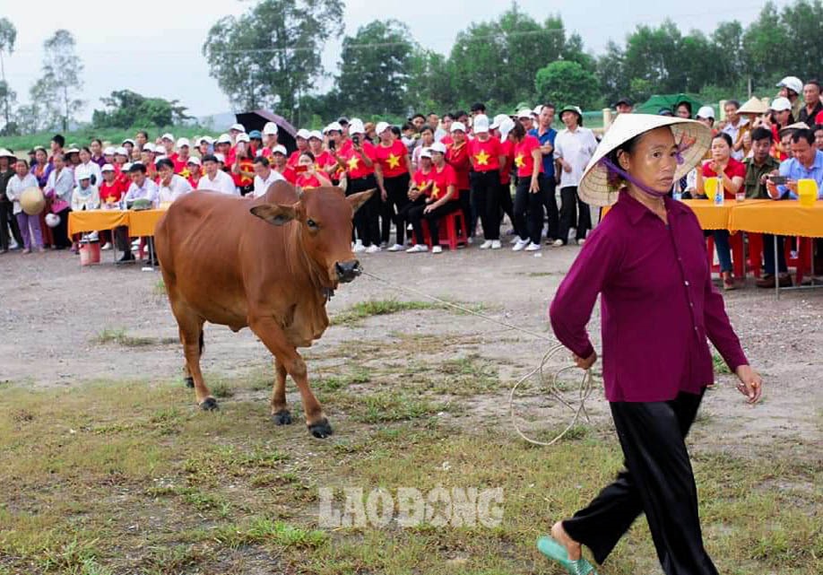 “Những cô bò tham gia hội thi phải béo, đẹp và sinh con tốt. Tổng số “thí sinh” lên đến 12 con bò. Giải thưởng cho “hoa khôi” và các “thí sinh” không cao, cuộc thi tạo niềm vui, mang ý nghĩa tinh thần là chủ yếu“, anh Luân cho hay. Ảnh: NVCC