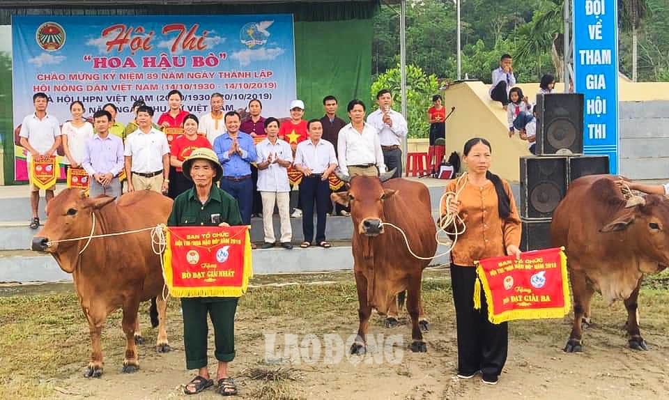 Theo anh Luân, “hoa khôi” cuộc thi năm nay thuộc về cô bò của ông Hồ Lê Đinh Nguyện - chi hội 7. Ảnh: NVCC