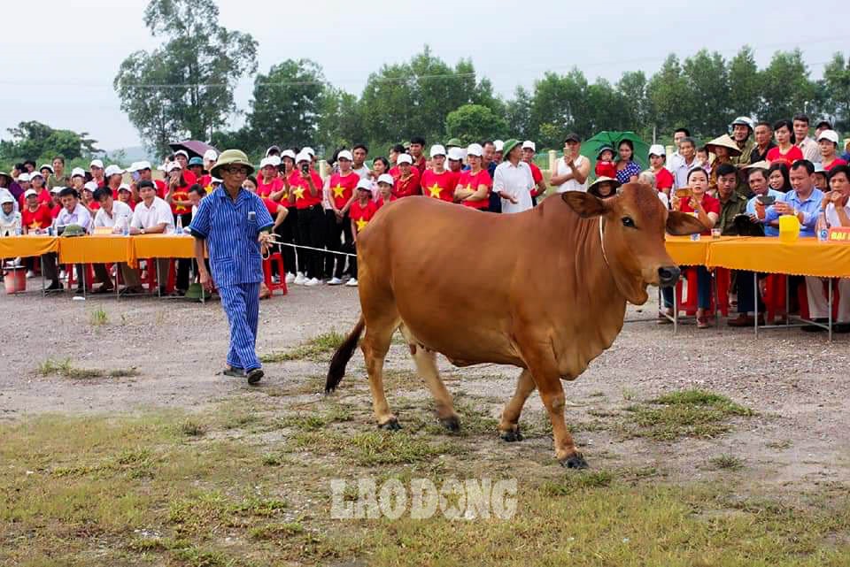 Anh Nguyễn Thành Luân (Chủ tịch Hội nông dân xã Hạnh Lâm) nói: Ý tưởng này xuất phát từ đặc thù sản xuất, nuôi trồng của nhiều hộ nông dân. Mục đích cuộc thi là để kỷ niệm ngày thành lập Hội nông dân trên địa bàn xã. Cuộc thi này chủ yếu mang ý nghĩa tinh thần, tạo sân chơi cho bà con nông dân“. Ảnh: NVCC