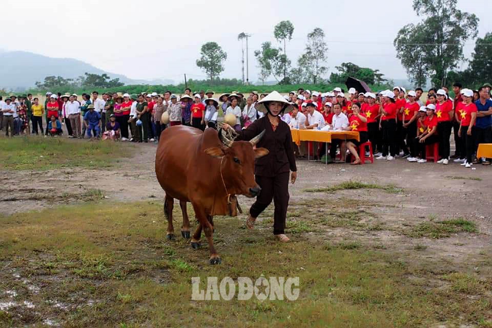 Được biết, hội thi có 2 phần: Thi tìm hiểu kiến thức chăn nuôi dành cho các chủ nuôi bò và thi chấm điểm trực tiếp trên mỗi “nàng” bò. Sau các vòng thi, ban tổ chức đã chọn ra những chủ hộ có kiến thức nuôi bò tốt nhất, những con bò cái đẹp nhất để trao giải Nhất, Nhì, Ba và nhiều giải Khuyến khích cho các hộ dân. Ảnh: NVCC