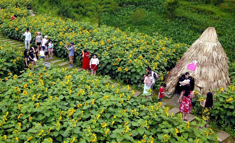 Đồi hoa hướng dương Fansipan