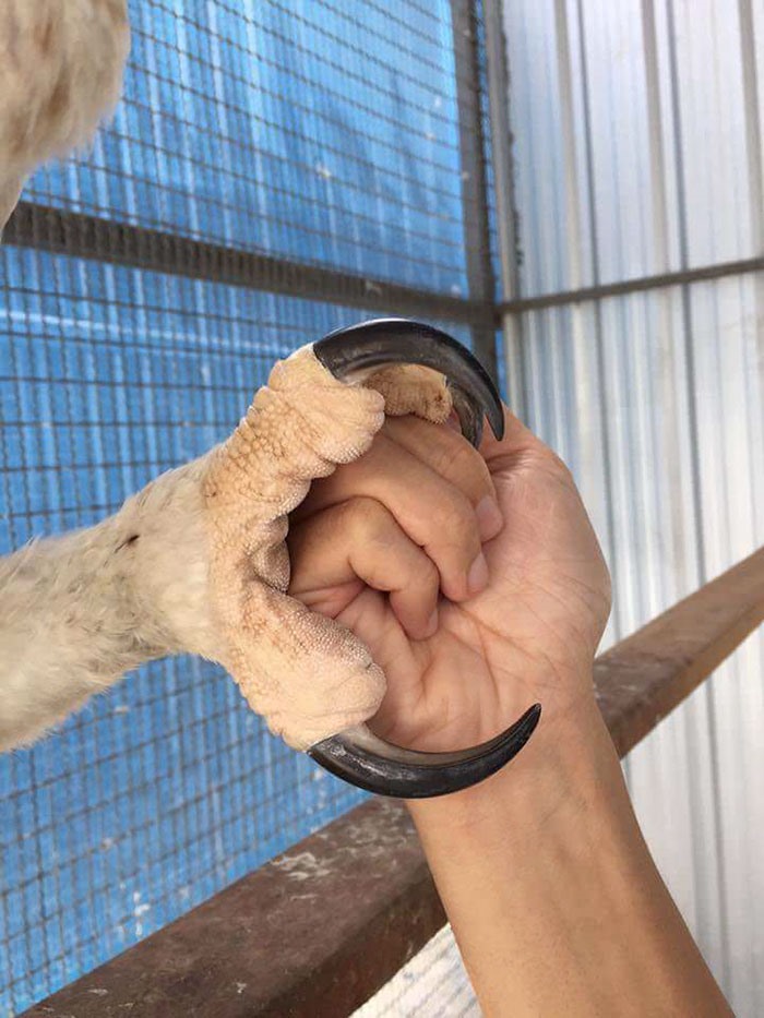 Móng vuốt của đại bàng Harpy. Ảnh: Judie Custer