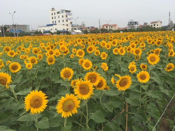 Vườn hoa hướng dương đang nở bung rực rỡ - ảnh HH