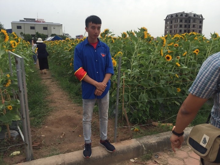 Đoàn thanh niên sẽ hướng dẫn du khách vào tham quan chụp ảnh hoa hướng dương miễn phí - ảnh PV