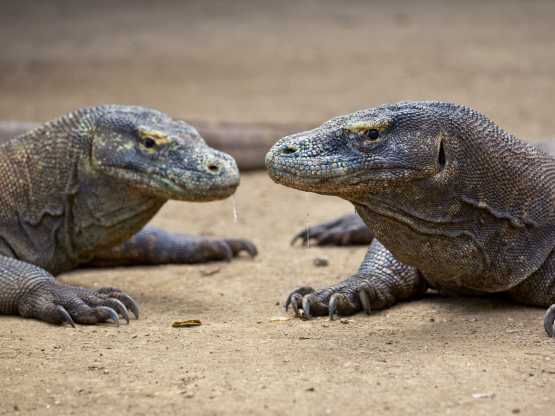 Ảnh: Barcroft/ Getty.