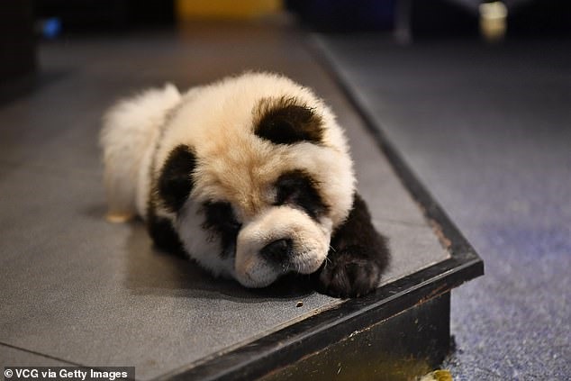 Ảnh: Getty Images.