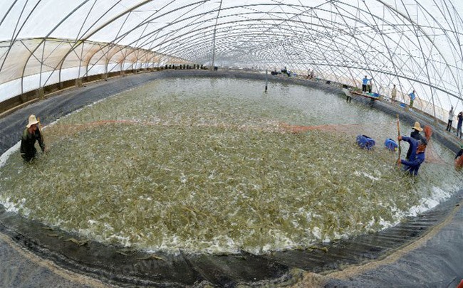 Thiếu trầm trọng lao động phục vụ cho mô hình nuôi tôm siêu thâm canh tại ĐBSCL (ảnh Phan Thanh Cường)