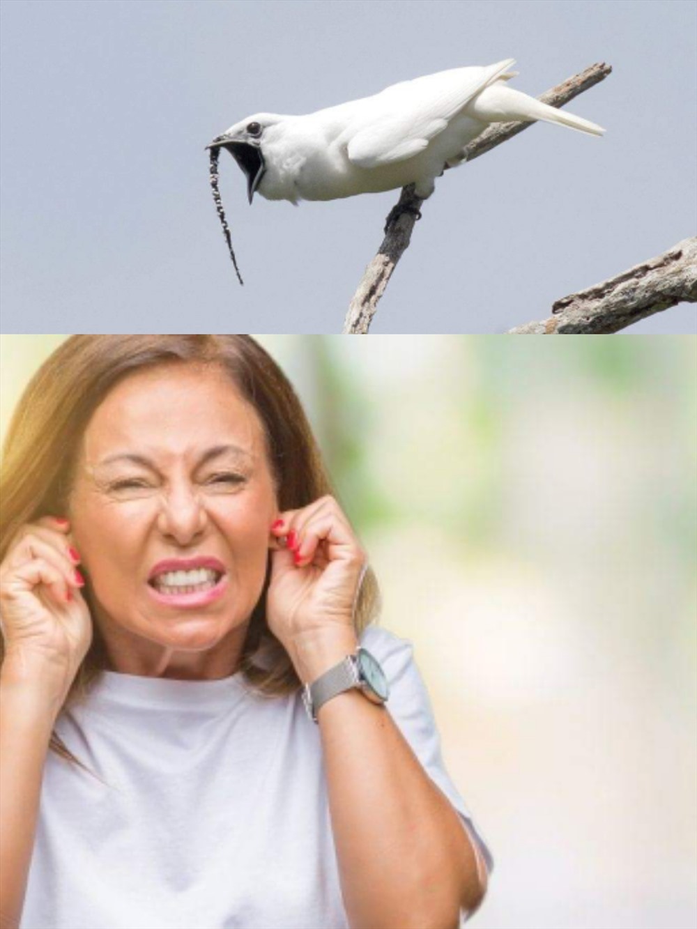 Tiếng “hót” của chim chuông trắng to ngang với một buổi hòa nhạc cỡ lớn. Ảnh: Science News và Grunge.