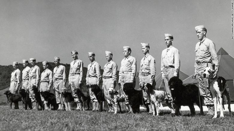 Chó nghiệp vụ tại Trung tâm tiếp nhận chó của quân đội Mỹ ở Front Royal, Virginia, năm 1942. Ảnh: Getty Images