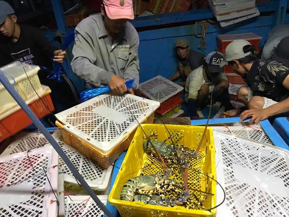 Lợi dụng cơ hội này, các thương lái đã ép giá thu mua khiến nhiều hộ nuôi tôm, cá ở Vạn Ninh, Khánh Hòa bị lỗ nặng. Ảnh: V.G