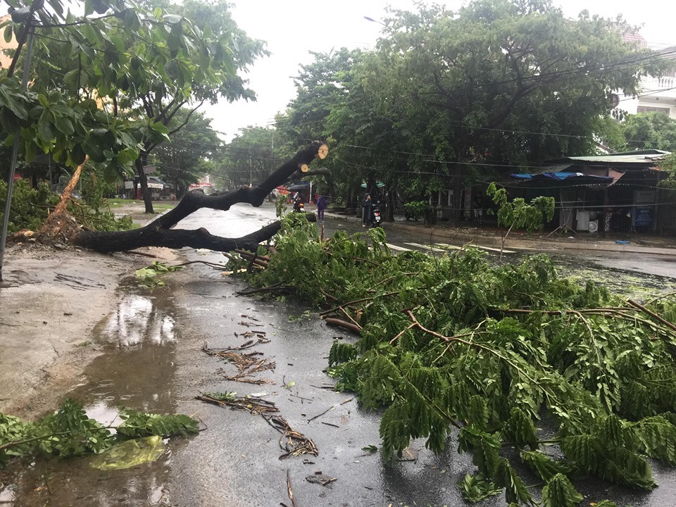 Theo ghi nhận, trong đêm 30 sáng 31.10, do có mưa to và gió lớn nên nhiều cây xanh được trồng trên tuyến đường như Nguyễn Văn Linh, Đống Đa, Dương Vân Nga, Trần Hưng Đạo... một số tuyến đường ven biển của TP Đà Nẵng đã bị bật gốc gãy đổ. ảnh: H.Vinh