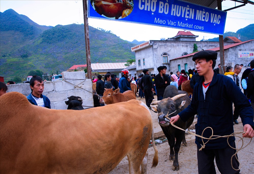 Những con bò được chọn mua về cày thường chân to, khỏe, sống lưng chắc, đôi sừng mở rộng và bụng thon. Giá mỗi con bò ở chợ Mèo Vạc dao động khoảng trên dưới 20 triệu đồng, tùy thuộc vào việc mua về để cày hay lấy thịt. Mỗi phiên chợ có đến cả trăm con bò được mua và bán nên rất ít người mua phải ra về tay không.