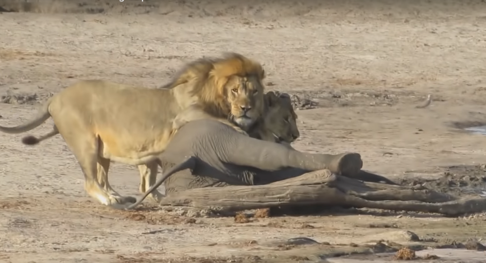 Sư tử tấn công voi con. Ảnh: Kruger Sightings