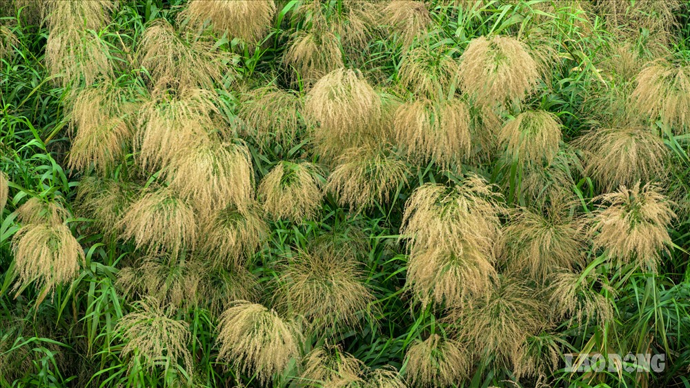 Hoa cỏ lau cao đến 2m mọc thành từng khóm lớn trải dài hai bên bờ làm đoạn sông Hồng chảy qua cầu Long Biên, Hà Nội.