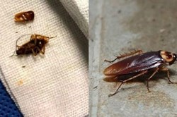 Nóng nhất hôm nay: Hàng chục con gián làm tổ trong tai người