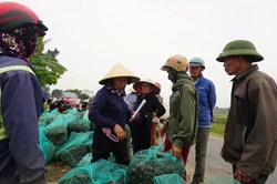 Hà Tĩnh: Thương lái thu mua hàng chục tấn ốc bươu vàng