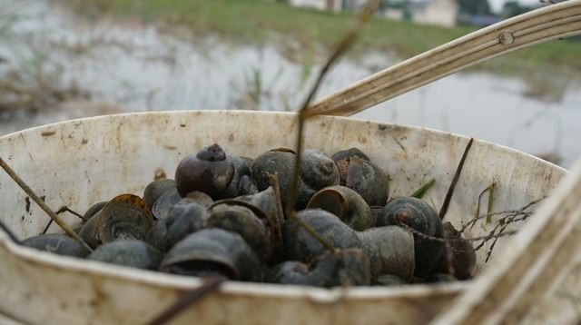 Mỗi ngày, một người dân có thể kiếm được hơn từ 100.000 - hơn 200.000đ nhờ bắt ốc bươu vàng bán