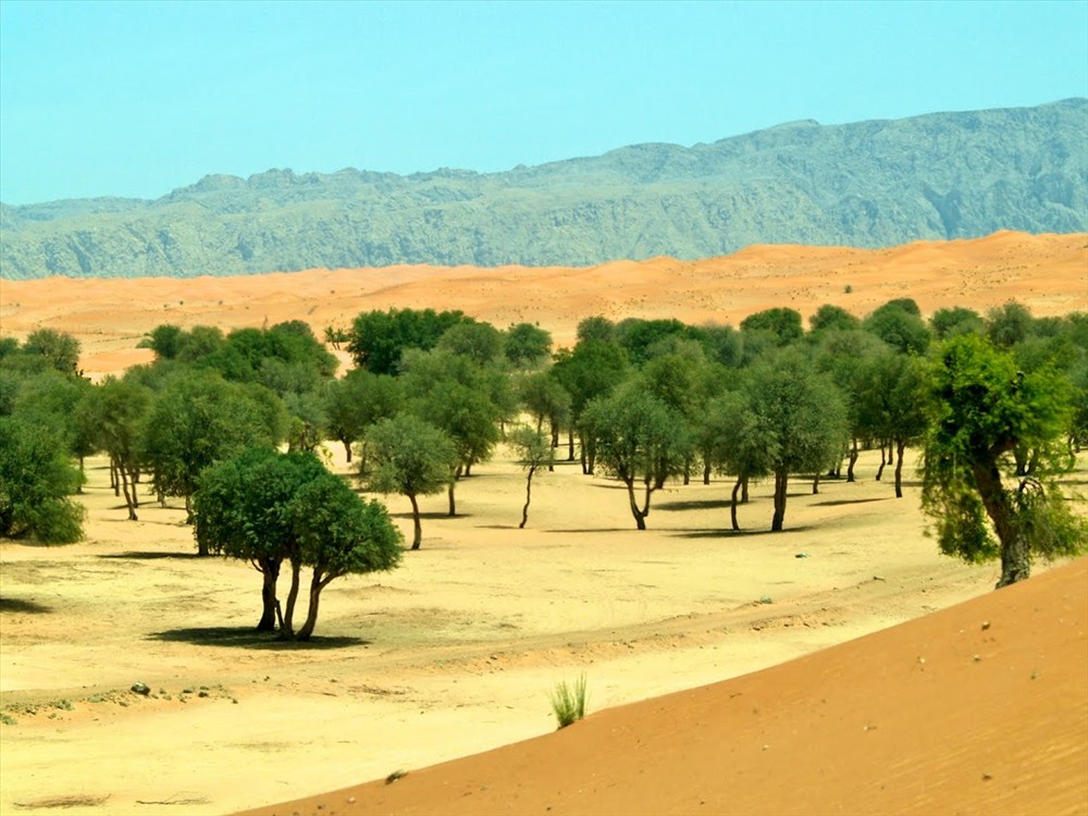 Ảnh: Weekend ideas for the UAE.