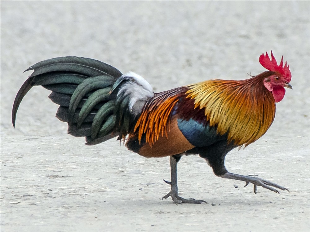 Gà rừng lông đỏ. Ảnh: eBird.
