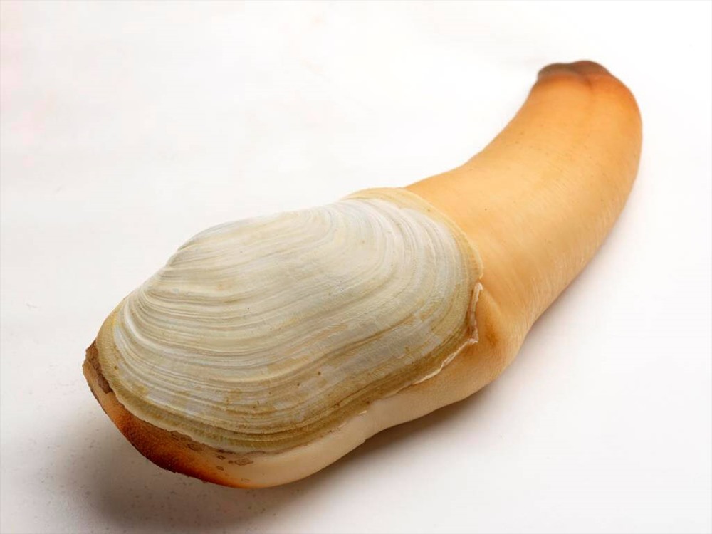 Ảnh: Geoduck.org.