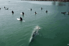 Cuộc chạm trán thót tim giữa cá voi xanh khổng lồ và nhóm người lướt sóng