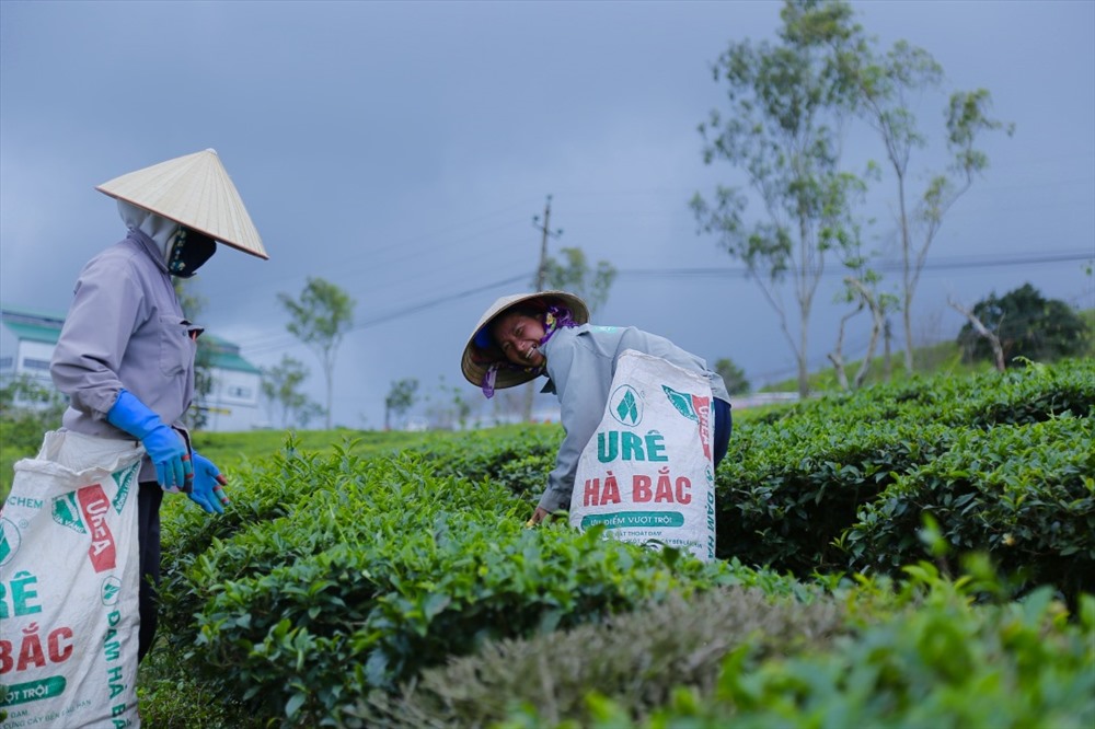 Được hình thành vào năm 1922 ban đầu là hình thức những đồn điền chè. Đến năm 1927 chủ của nơi đây là những người Pháp và họ đã cho thành lập nơi này là sở trà cầu đất. Sau đó từ năm 1960 đến năm 1975 đã bàn giao lại cho một thương gia người hoa làm quản lí nơi đây. Và hiện nay nơi đây thuộc công ty cổ phần chè cầu đất Đà Lạt canh tác. Có thể nói Đồi chè cầu đất đã trải qua nhiều năm tháng. Và gắn liền với tất cả hoạt động cũng như tất cả người dân Đà Lạt cho đến hiện nay. Và nơi đây còn được xem như là linh hồn của vùng đất thơ mộng Đà Lạt.