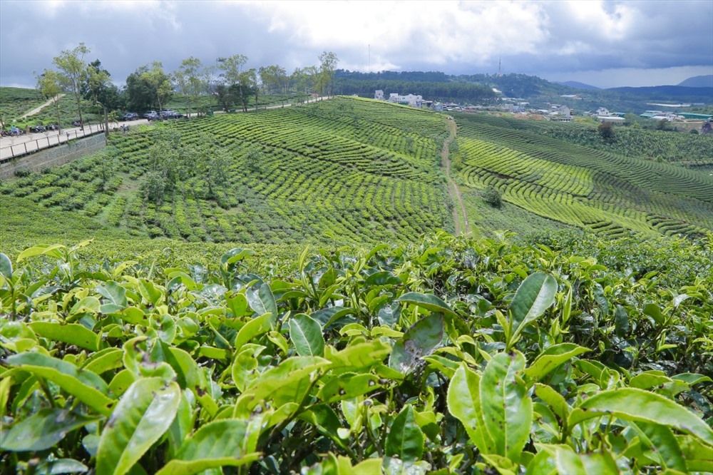 Sẽ thú vị biết bao nếu được cùng những người thân yêu về vùng ngoại ô thành phố tận hưởng bầu không khí trong lành. Thỏa sức nhìn ngắm những hàng chè xanh nối nhau trải dài từ sườn đồi này qua bên đồi khác. Những căn nhà nhỏ xinh xắn được thiết kế theo kiểu cổ điển của Pháp. Cùng với những căn nhà lồng đặc trưng của Đà Lạt nơi được trồng rất nhiều loại hoa đang đua nhau khoe sắc và còn hơn thế nữa đó là những vườn hồng chín mộng đầy nước trên những ngọn đồi thông thấp thoáng.