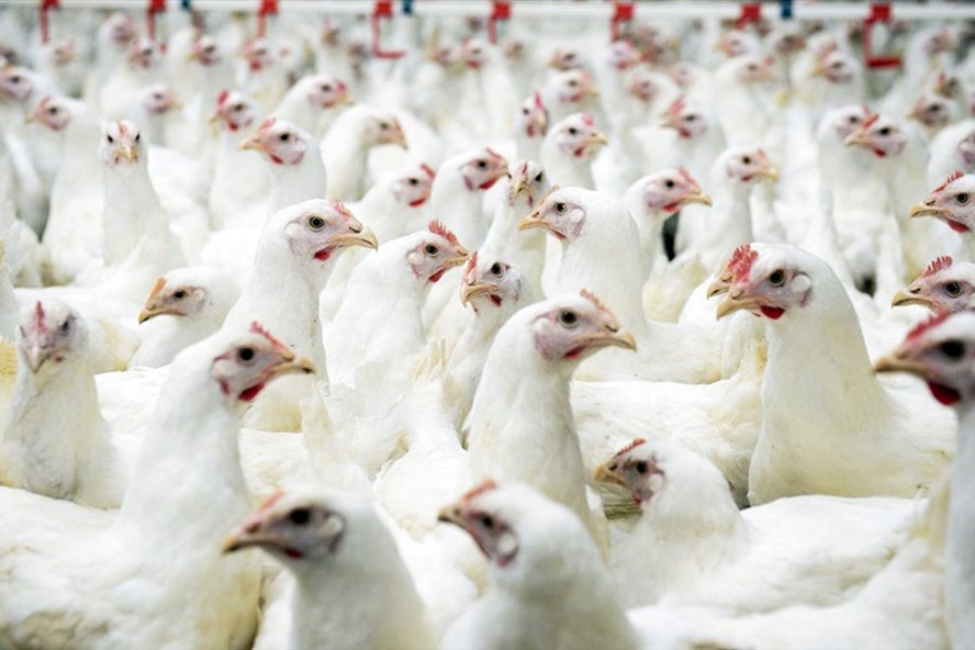 Giá gà công nghiệp lông trắng đang tăng, người chăn nuôi bắt đầu có lãi. Ảnh: PV