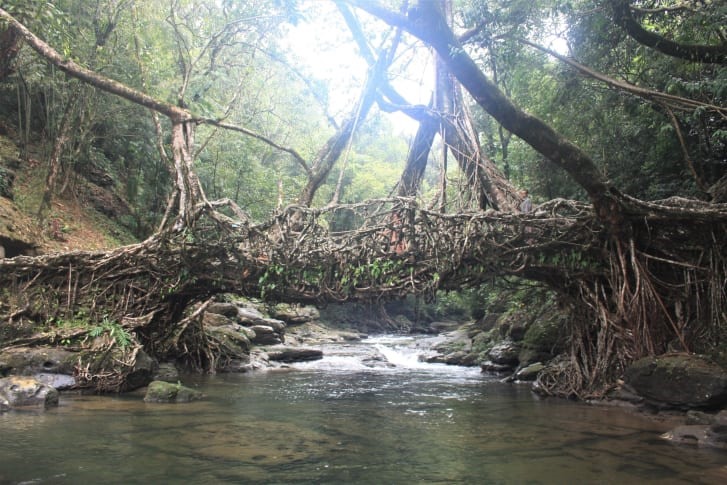 Toàn cảnh cây cầu Wah Thyllong làm bằng rễ cây ở Ấn Độ. Ảnh: Wilfird Middleton.