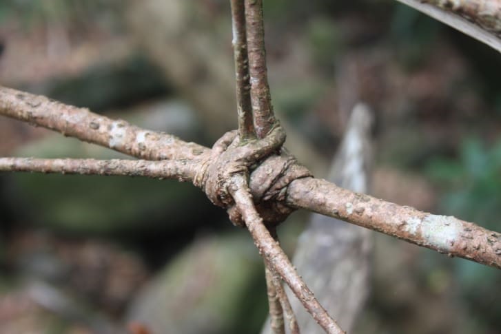Hình ảnh minh họa hai rễ cây đan khít vào nhau khi chúng trưởng thành. Ảnh: Wilfrid Middleton.