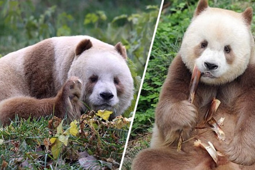 Gặp gỡ chú gấu trúc duy nhất trên thế giới có bộ lông màu nâu