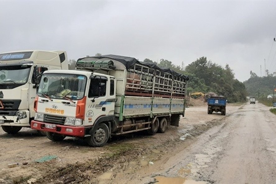 Xe tải chở lợn vẫn tìm mọi cách để bán lợn sang Trung Quốc. Ảnh: Theo NNVN