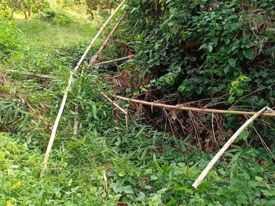 Bụi cây nơi phát hiện nửa thi thể đang phân hủy. Ảnh: AX