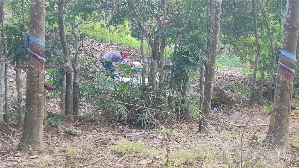 Phần đầu của thi thể được phát hiện cách bụi tre khoảng 50m.
