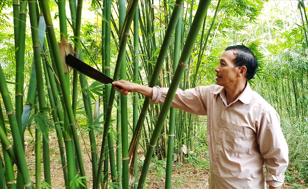 Theo ông Vi Văn Pin, Chủ tịch UBND xã Tam Lư, huyện Quan Sơn cho biết, vòng đời của cây vầu kéo dài khoảng 50 năm. Nghề khai thác vầu mới chỉ phát triển khoảng 3 năm trở lại đây, nhờ khai thác vầu mà đời sống của người dân trong xã được nâng lên rõ rệt. Ảnh: NT