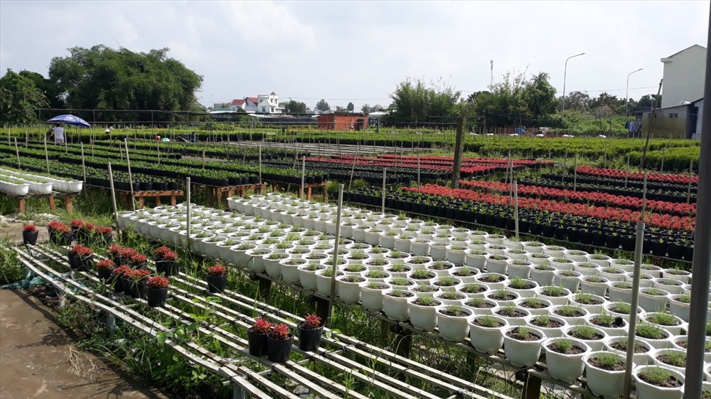 Vườn hoa đã sẵn sàng đón du khách