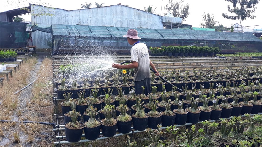 Người dân tưới nước cho hoa sứ