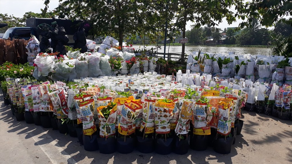 Những chậu hoa được tập kết sẵn chờ thương lái đến lấy