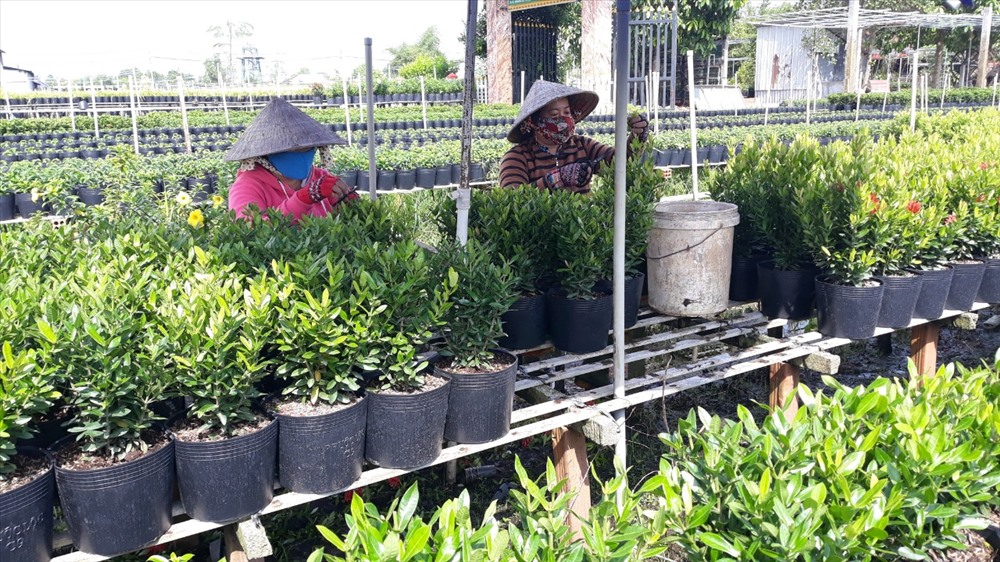 Tỉa cành cho hoa tại vườn