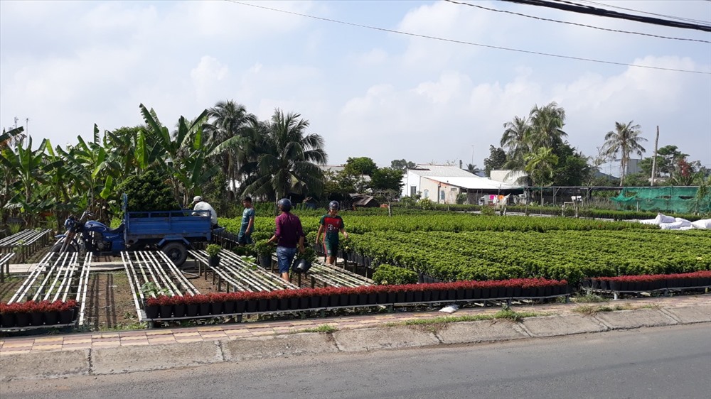 Người dân vận chuyển hoa từ vườn đến nơi tập kết