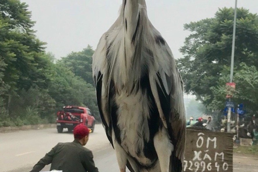 Một con chim hoang dã khổng lồ được bày bán ven Đại lộ Thăng Long, Hà Nội.