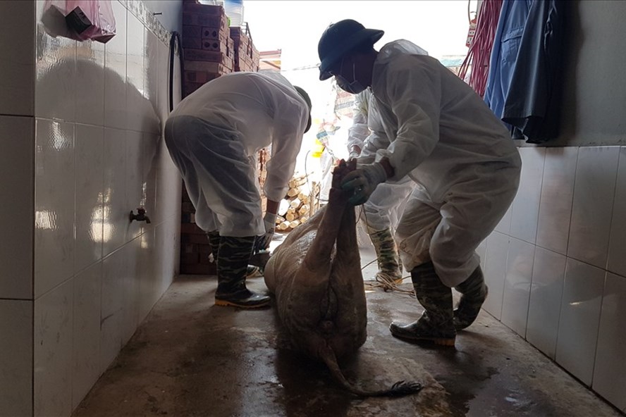 Trên 5,6 triệu con lợn bị dịch tả lợn Châu Phi và phải tiêu hủy, người dân không dám tái đàn đã khiến nguồn cung thịt lợn giảm nghiêm trọng. Ảnh: Kh.V