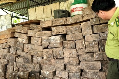 Một lượng lớn gỗ mun bị phát hiện, bắt giữ tại xã Thượng Trạch, huyện Bố Trạch. Ảnh: Lê Phi Long