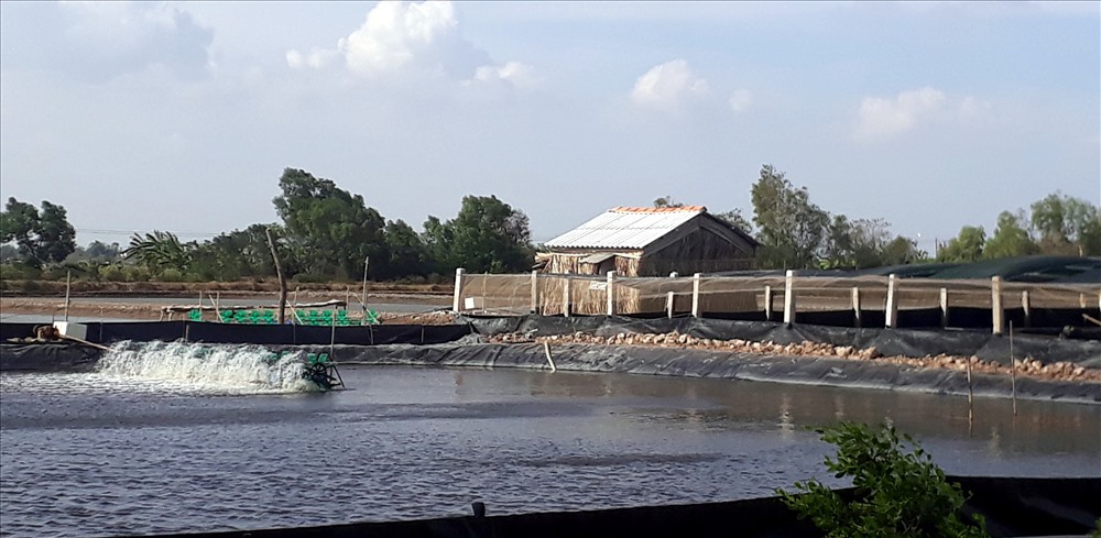 Nuôi tôm tại huyện Hòa Bình, Bạc Liêu (ảnh Nhật Hồ)