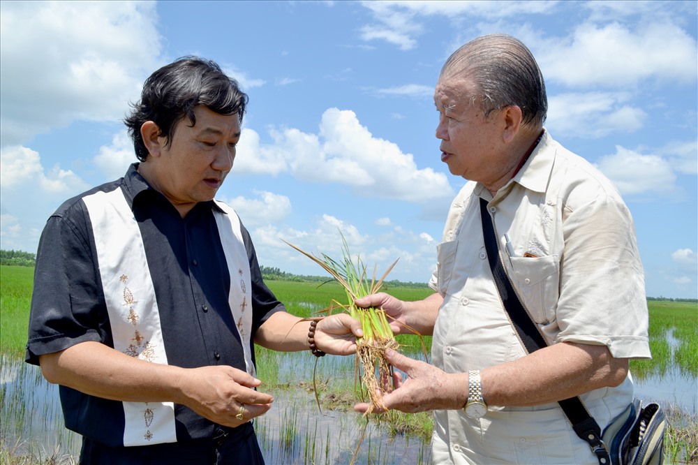 Thăm vùng trồng lúa hữu cơ quy mô lớn của Cty Viễn Phú (Cà Mau). Ảnh: LT