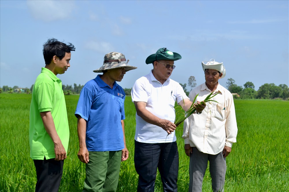 Thăm, tư vấn nông dân sản xuất lúa sạch ở Long An. Ảnh: LT