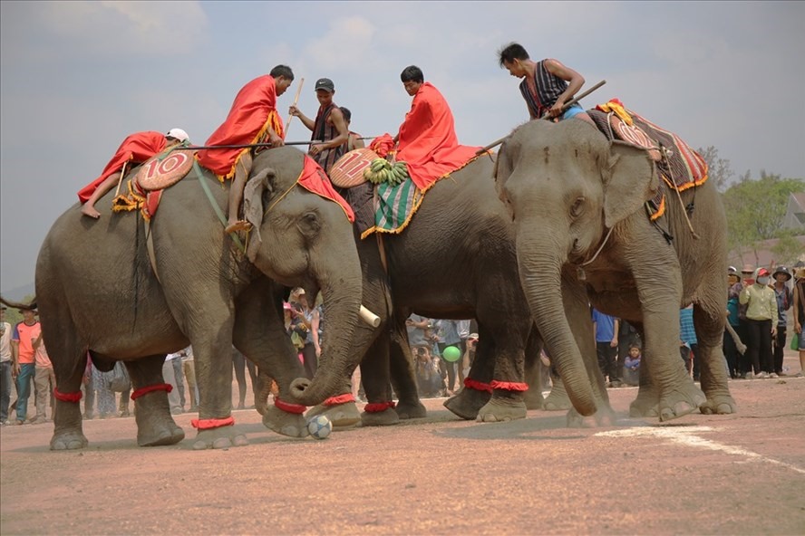 Việc để voi nhà làm du lịch là một trong nhiều nguyên nhân khiến voi không có không gian “yêu đương” và sinh sản. Ảnh: HL