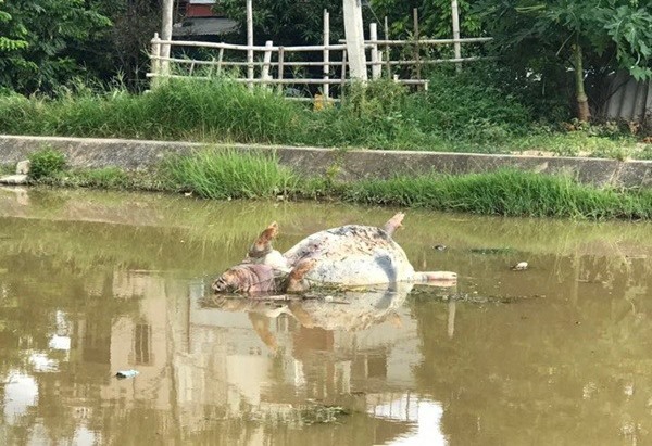 Kênh Bắc - nơi dẫn nước thô cho Nhà máy nước Mật Sơn và Nhà máy nước Quảng Xương ô nhiễm nặng từ lâu.
